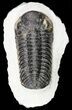 Bargain, Morocops Trilobite - Morocco #55998-2